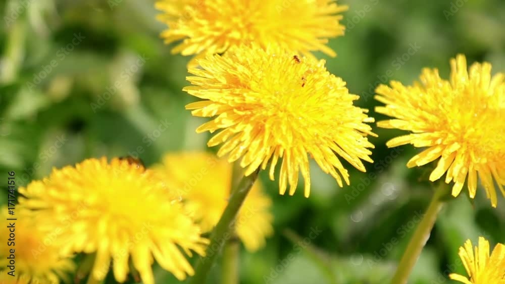 dandelion flowers in a field spring. Dolly video dandelion flowers in a field spring. Dolly video