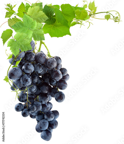 grappe de raisin et feuilles de vigne, fond blanc