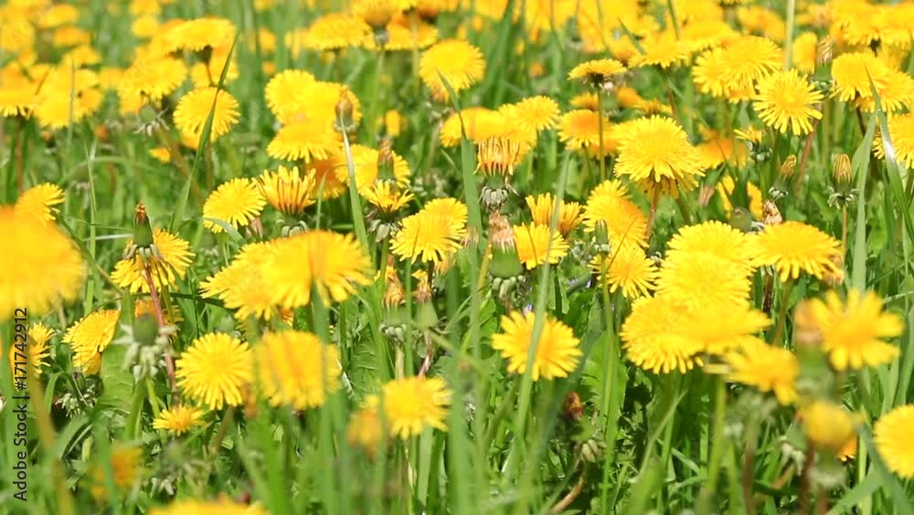 dandelion flowers in a field spring. Dolly video dandelion flowers in a field spring. Dolly video