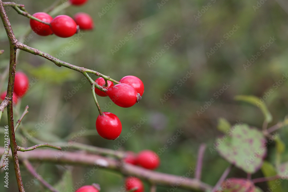 rose hips