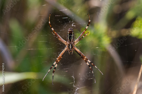 Macro photo of spider in his natural environment in summer morning