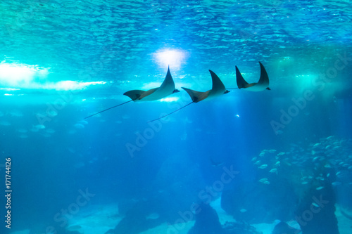 Three Manta Ray swims in large sea water aquarium. Lisbon Oceanarium, Portugal. Tourism, holidays and leisure concept. Underwater blue background with copy scape.