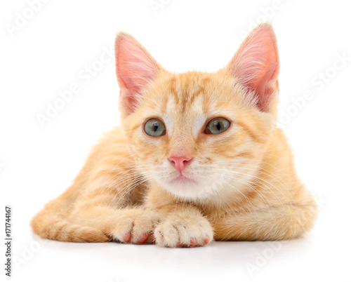 Kitten on white background.