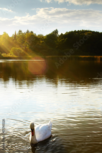White swan on lake posing in foreground in hazy sunlight from left and forest in background
