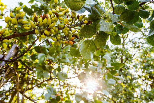 Unripe pistachio in orchard photo
