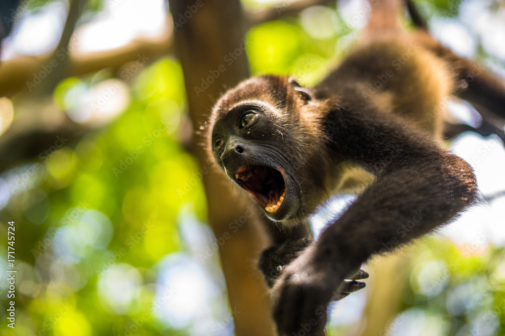 Junger Brüllaffe brüllt in Costa Rica