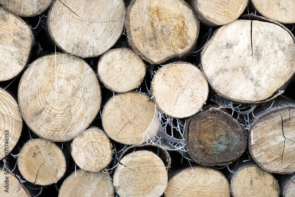 Logs with white frozen spider nets Logs with white frozen spider nets