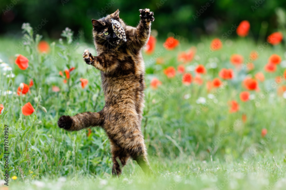 Obraz premium Entzückende Schildpattkatze springt im Spiel vor Mohn