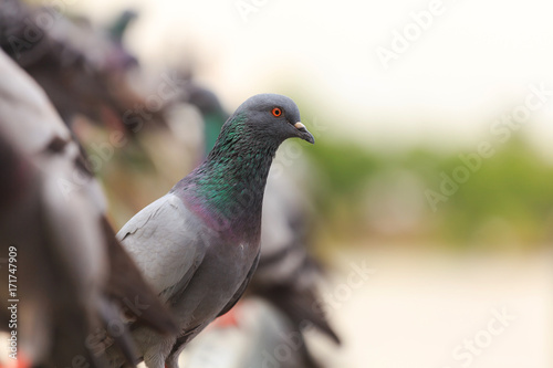 Flock of Black Pigeon in a row