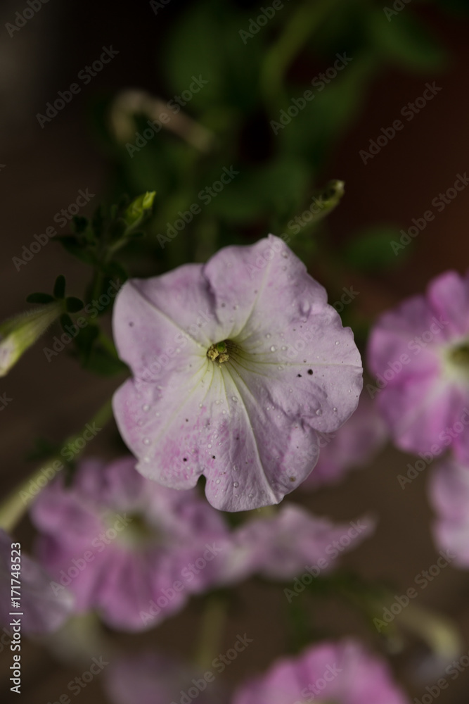 small pale pink flower in the foreground front view small pale pink flower in the foreground front view