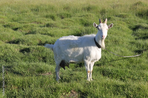 Tethered goat grazing in the meadow 30892