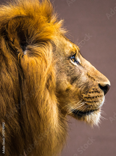 Fototapeta Naklejka Na Ścianę i Meble -  Vertical photo of a male lion head in profile