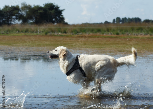 Fototapeta Naklejka Na Ścianę i Meble -  Dog running in water