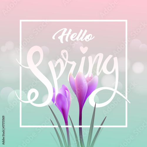 Hello spring. Crocuses