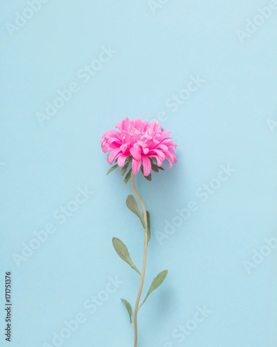 asters flowers on blue background photo