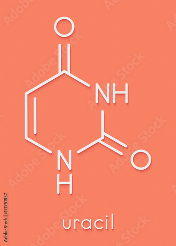 Uracil (U) nucleobase molecule. Present in ribonucleic acid (RNA). Skeletal formula.