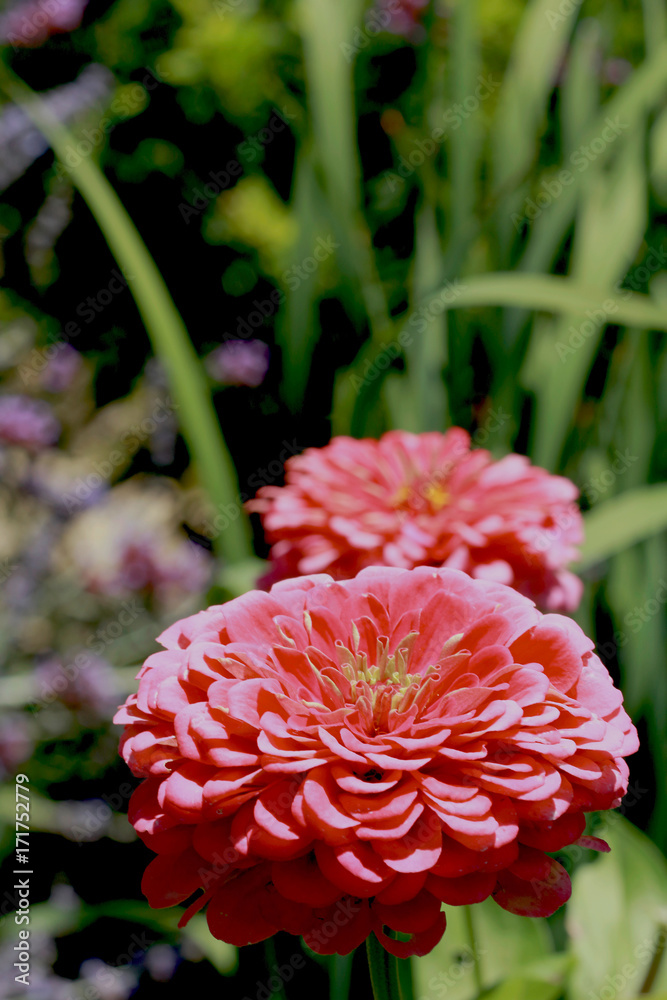 Hot Pink Dahlia Macro