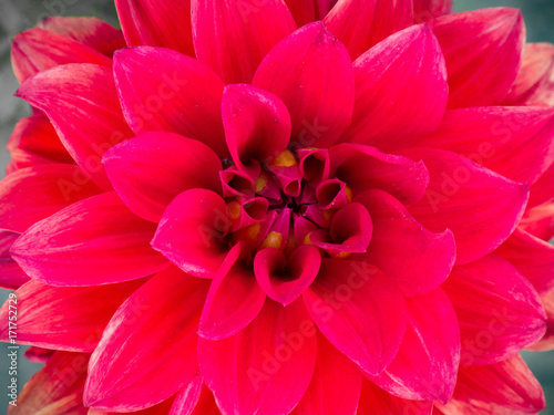 Beautiful red dahlia flower, close up © sasapanchenko