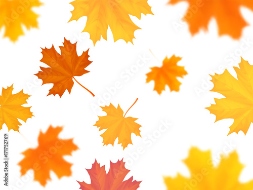 Flying maple leaves on white background with blurred effect.
