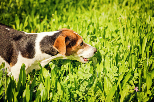 Fototapeta Naklejka Na Ścianę i Meble -  Young Jack Russell Terrier Dog Eating Grass. Pet Health Concept. The reasons why dogs are prone to eat grass