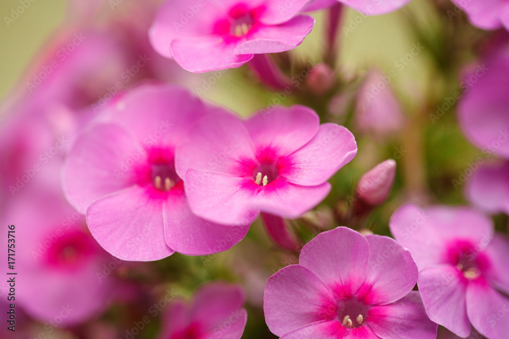 Pink phlox flowers growing in the garden. Close-up. Background. Pink phlox flowers growing in the garden. Close-up. Background.