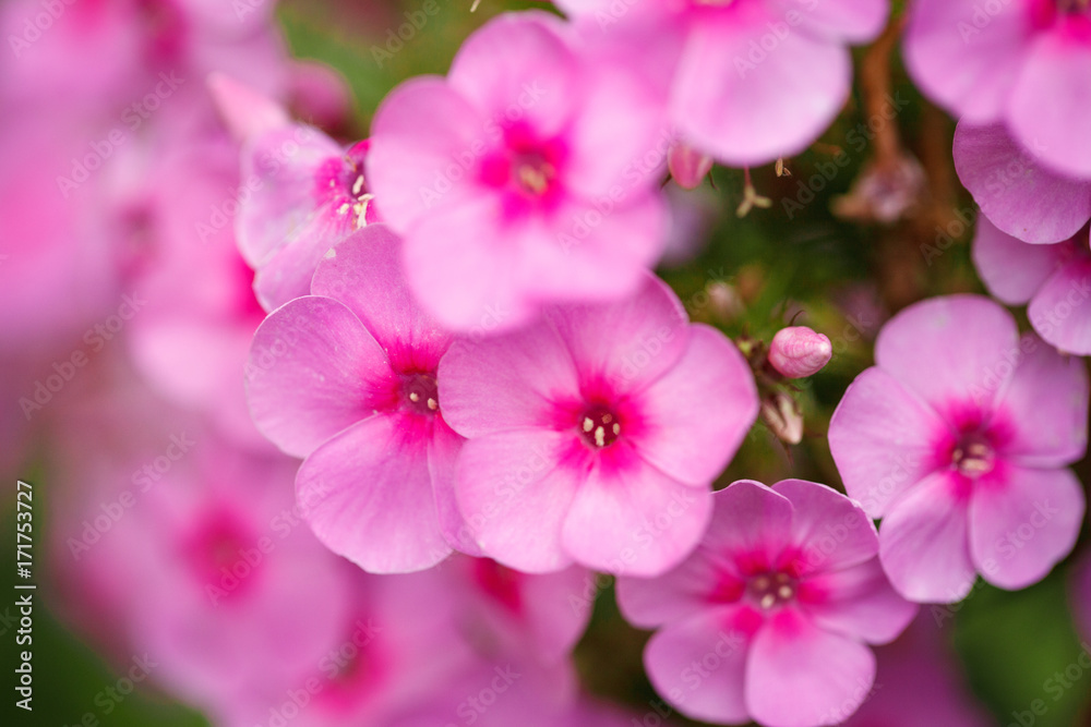 Pink phlox flowers growing in the garden. Close-up. Background. Pink phlox flowers growing in the garden. Close-up. Background.
