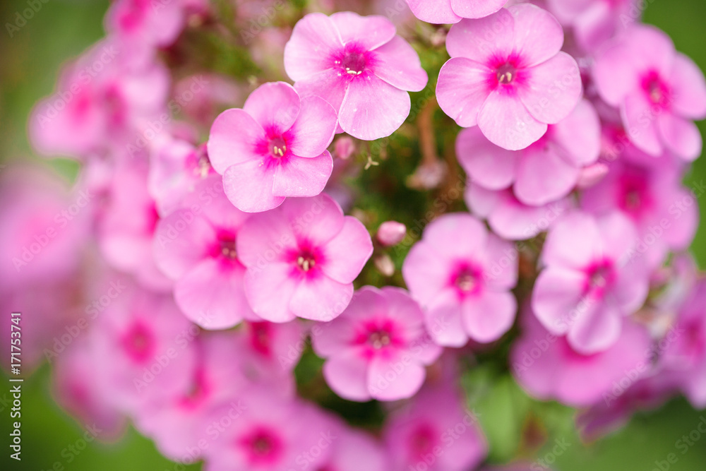 Pink phlox flowers growing in the garden. Close-up. Background. Pink phlox flowers growing in the garden. Close-up. Background.