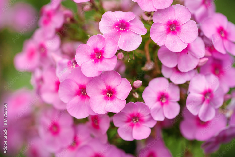 Pink phlox flowers growing in the garden. Close-up. Background. Pink phlox flowers growing in the garden. Close-up. Background.