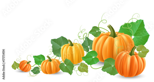Pumpkin corner decoration, with leaves tendril and different size pumpkin. Realistic vector illustration for harvest, Halloween and autumn horizontal banner