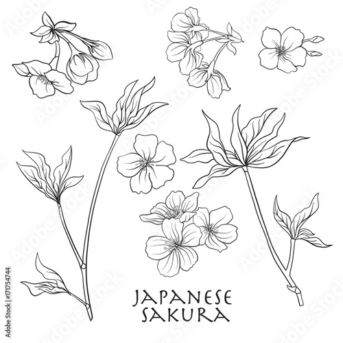Branch of cherry blossoms, japanese cherry. Stock line vector il