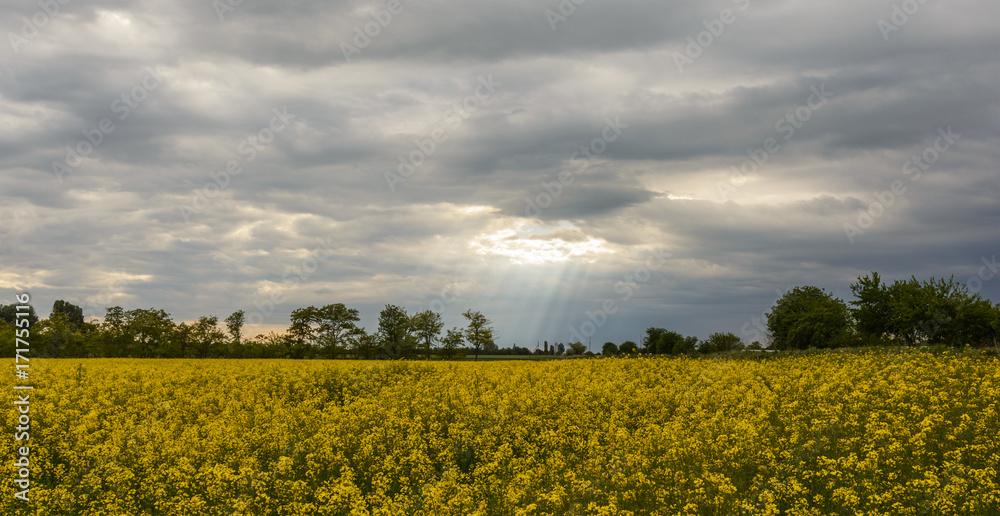 Obraz premium Rapeseed fields.