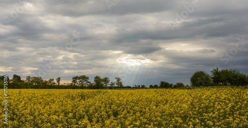 Rapeseed fields.