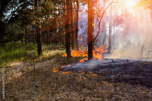 Forest fire burning, Wildfire close up at day time.