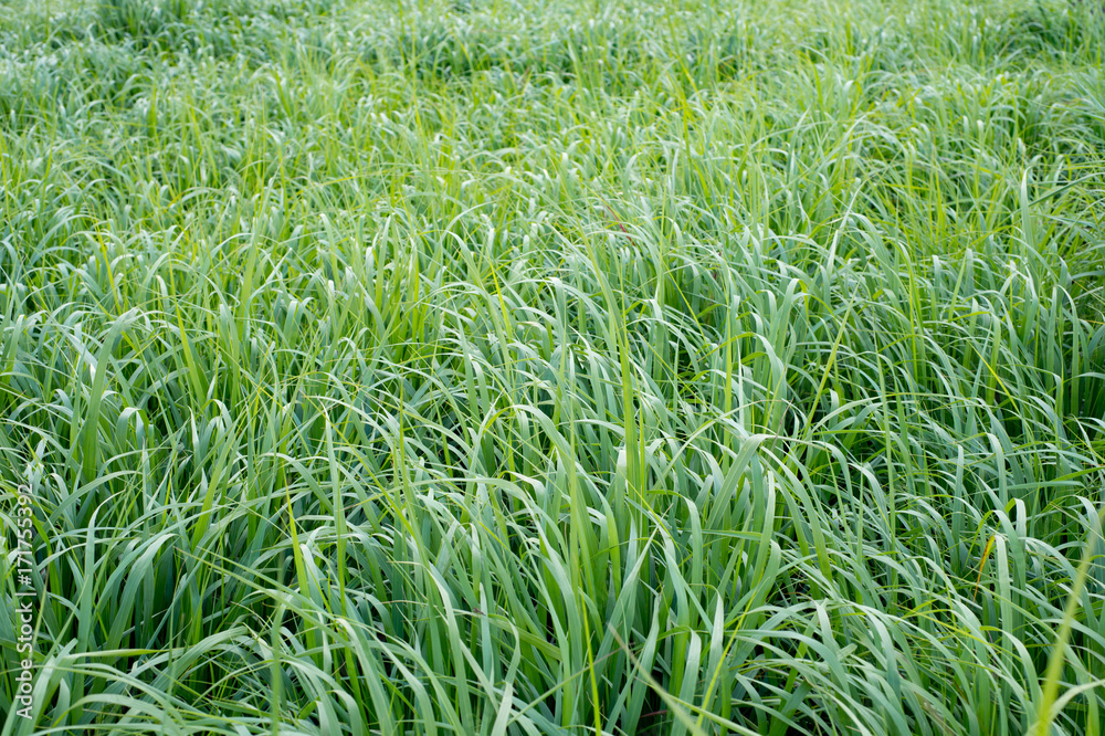 Switchgrass (Panicum virgatum) for Biofuel Production Stock Photo