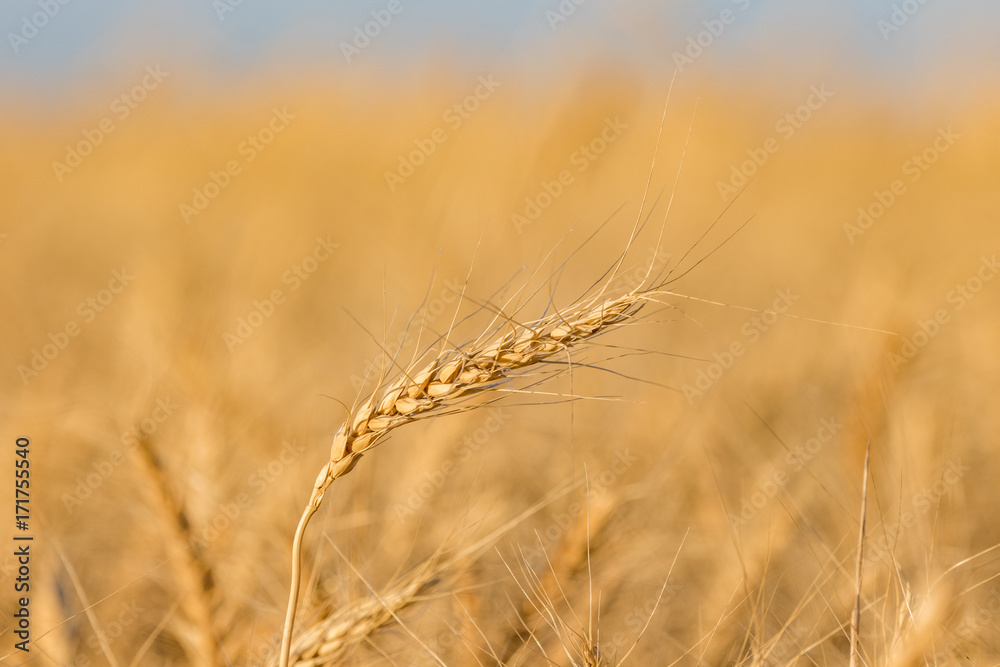 Grain Grain