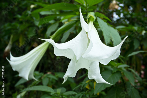 White datura in rainforest