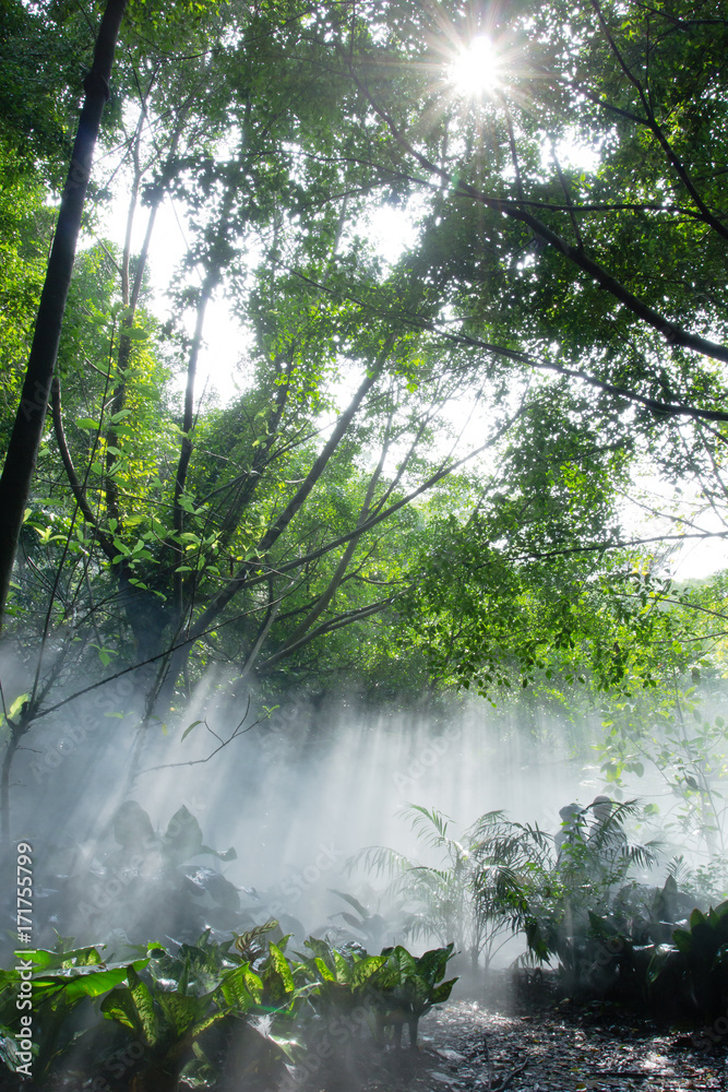 Fototapeta premium Rainforest under jesus light