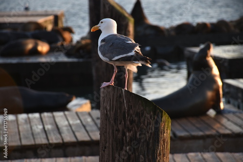 San Francisco Fisherman's wharf