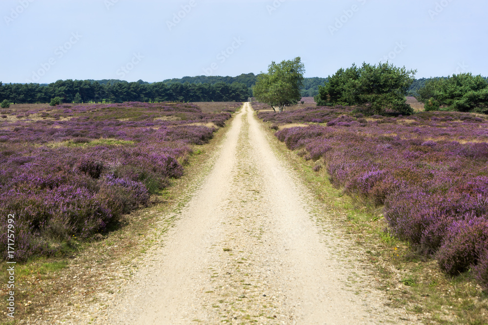 Dirt road in a heather landscape Dirt road in a heather landscape