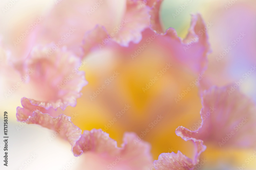 Afternoon Delight iris Macro abstract Afternoon Delight iris Macro abstract
