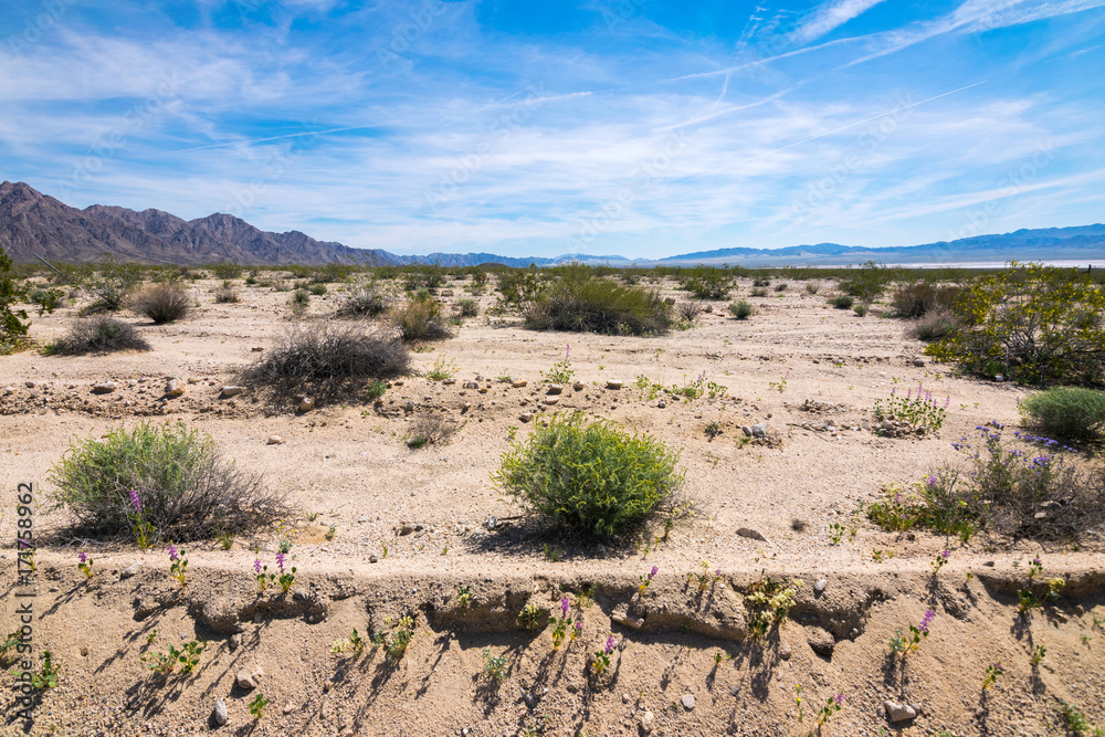 Mojave Desert, California, USA