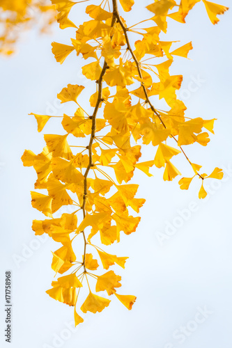 Ginkgo trees Autumn