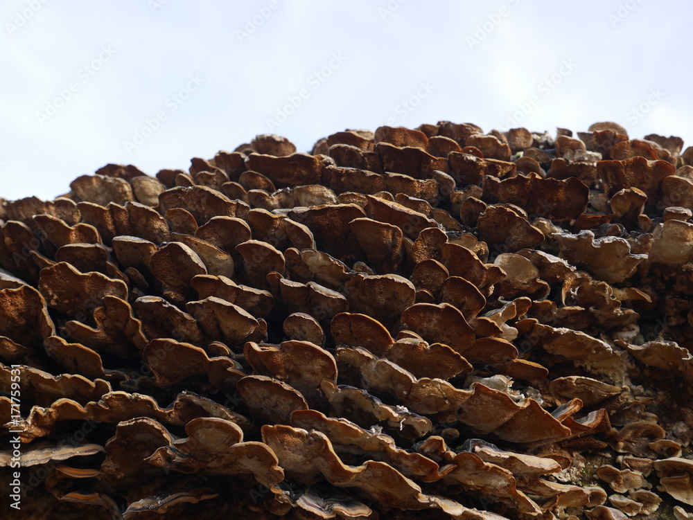 Fototapeta premium fungus