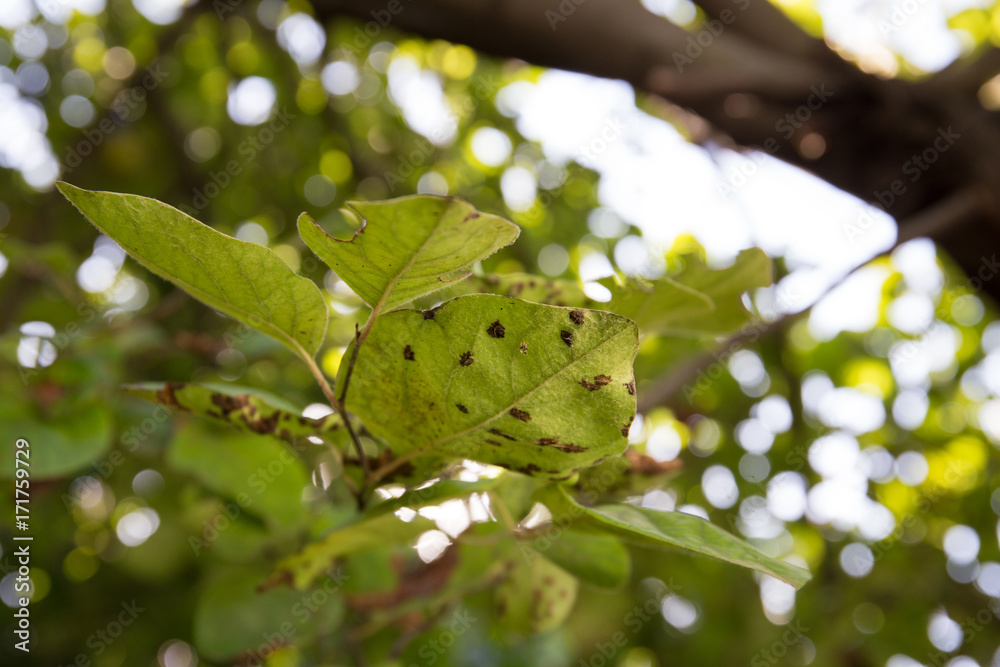 Quince leaf blight closeup. Cydonia oblonga affected by diplocarpon