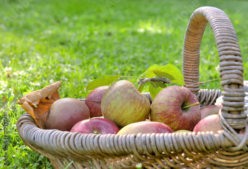 panier de pommes posé dans l'herbe