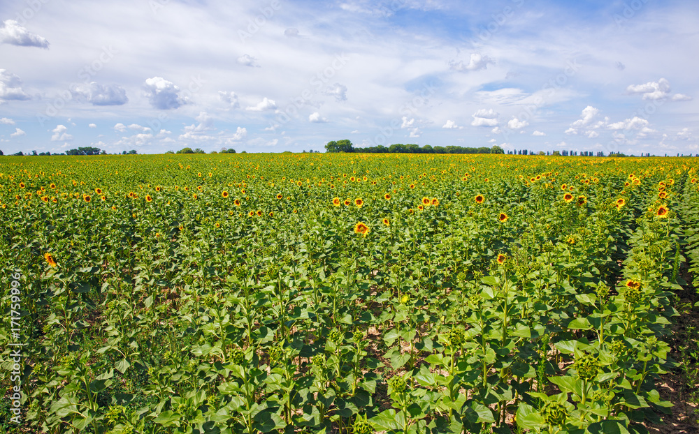 Field with blooming sunflowers against the blue sky