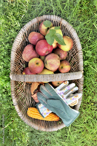 panier de pommes posé dans l'herbe