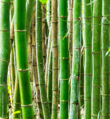 Floresta de bambu.