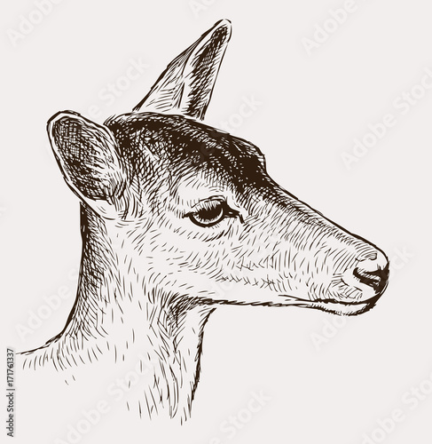 Head of a young deer