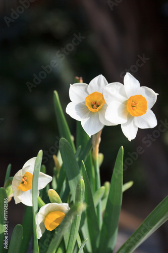White narcissus in the garden